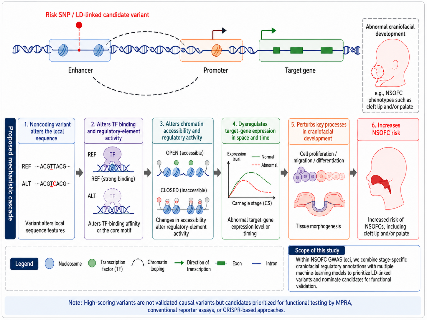 English redrawn NSOFC GWAS regulatory-variant mechanism chain